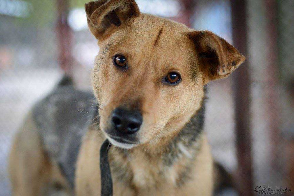 Aron - spokojny psiak szuka kochającego domu!