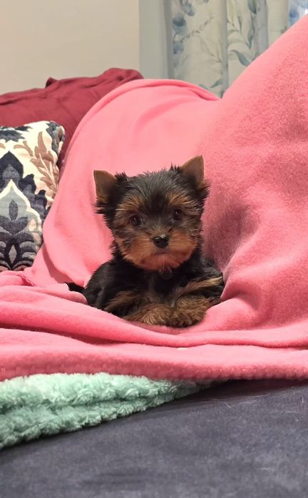 Suczka mini do 2kg Yorkshire terrier