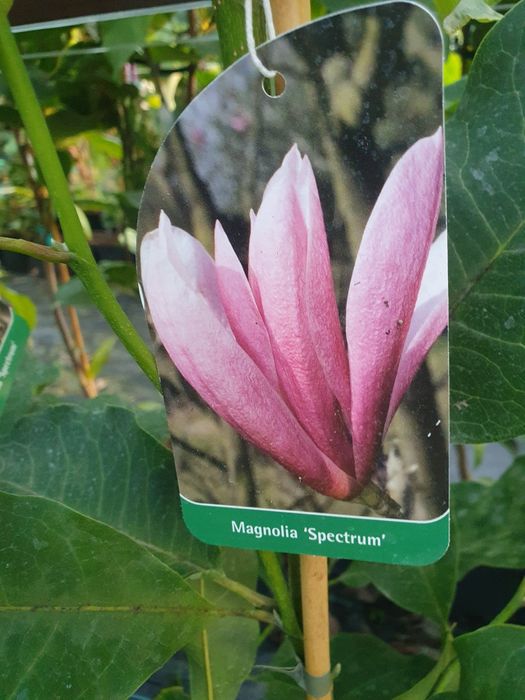 Magnolia sadzonki