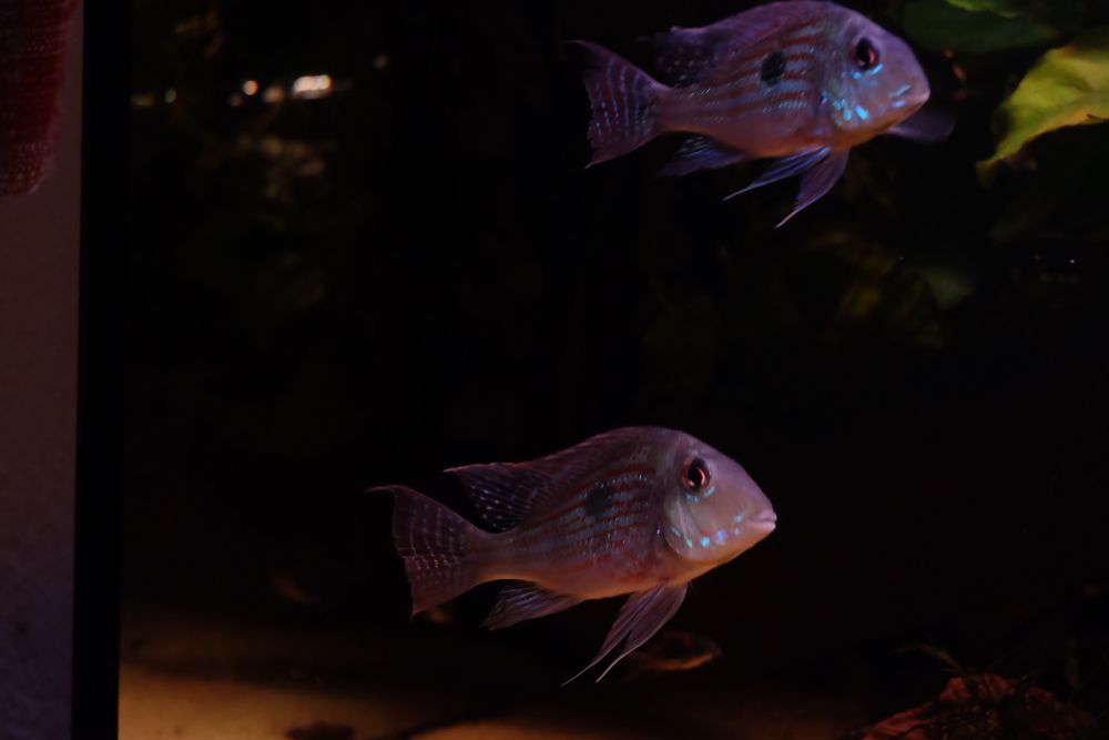 Geophagus sveni casal