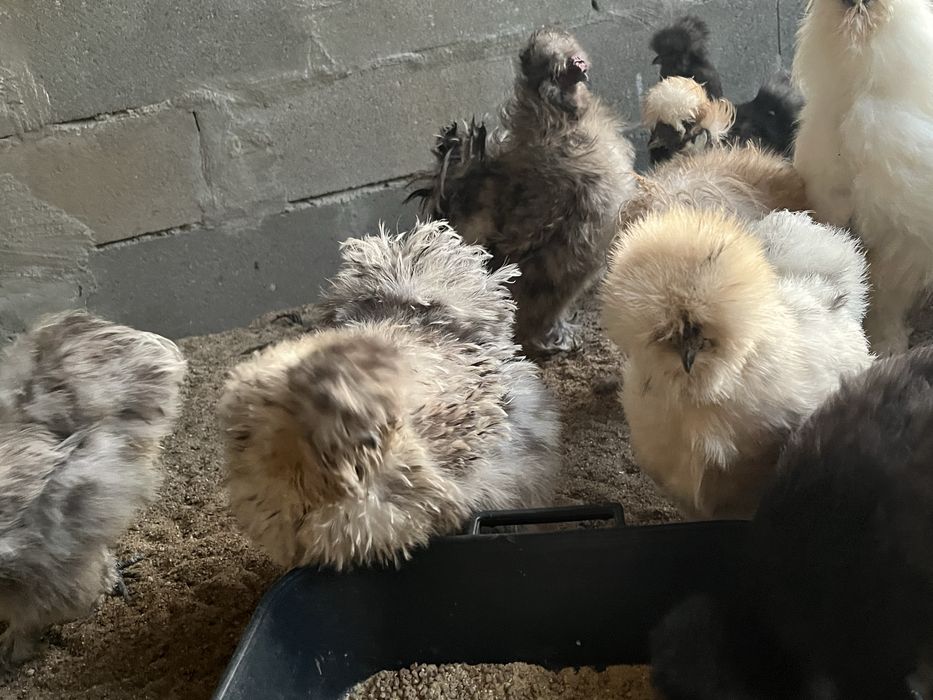 Ovos de sedosas do japão variante  frisada e normal