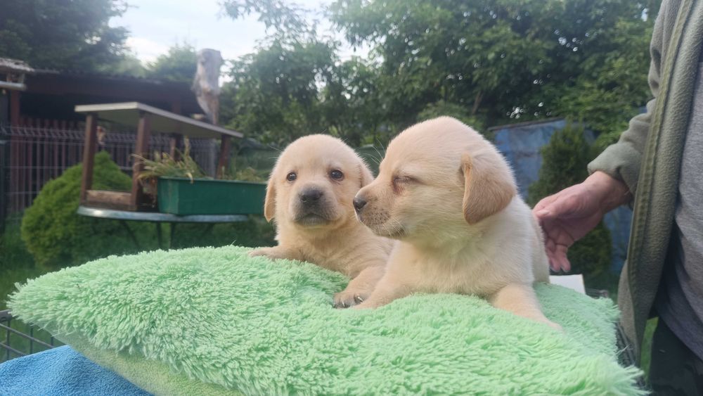 Labrador suczka [ szczeniak ]
