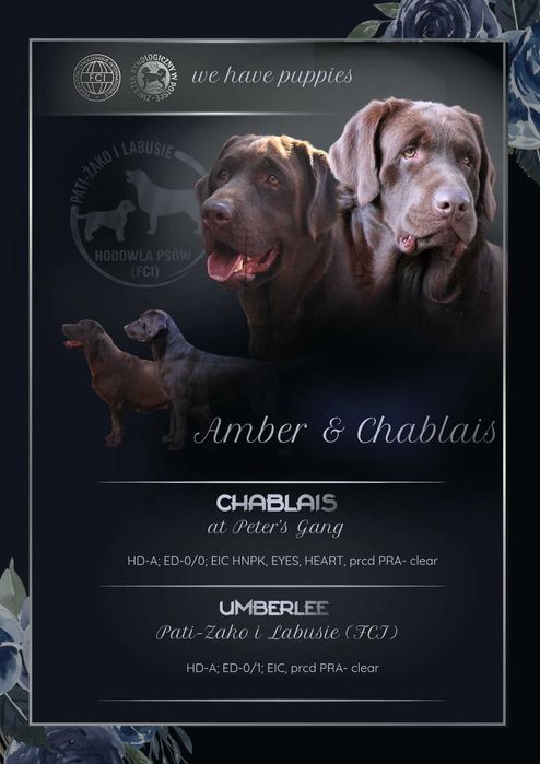 Labrador Retriever - (FCI)