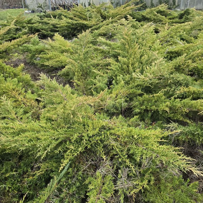 Jałowiec płożący 100 cm zolty promocja  zielony wolsztyn