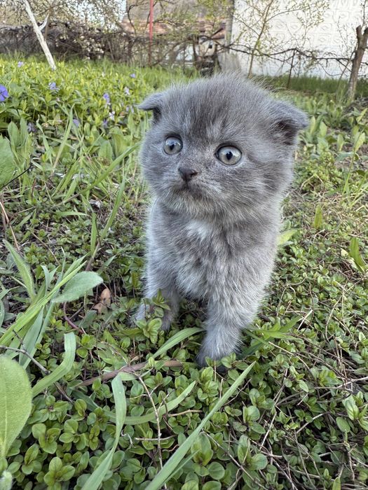 Продам шотланських вісловухих