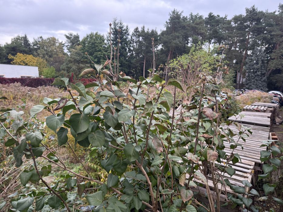 Oddam w dzierżawę działkę