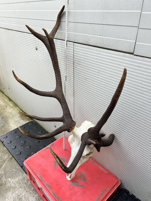 Byk jelen trofeum myklus opcja paczki wykisny