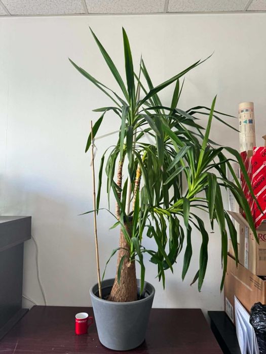 Yucca elephantipes, juka elefanta na pniu ~ 170 cm, duży okaz