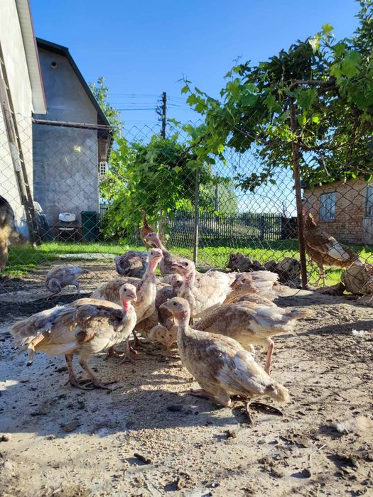 Продам індюшата порода Бурбон