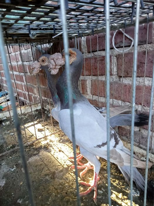 Gołębie kariery para