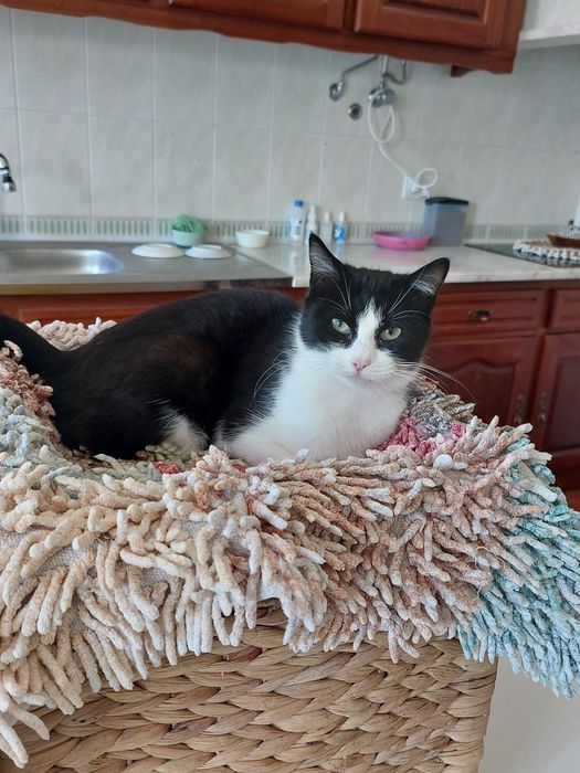 Gatinha bebé já esterilizada e microchipada para adoção