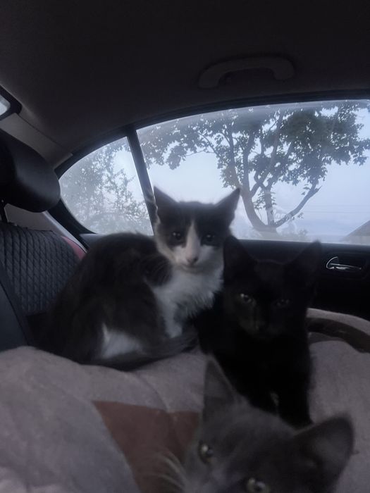 Котята, миленькие, красивые