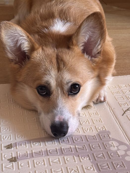 Корги КСУ , вязка