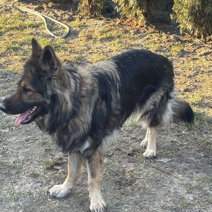 Oddam Owczarek niemiecki  2,5 roku