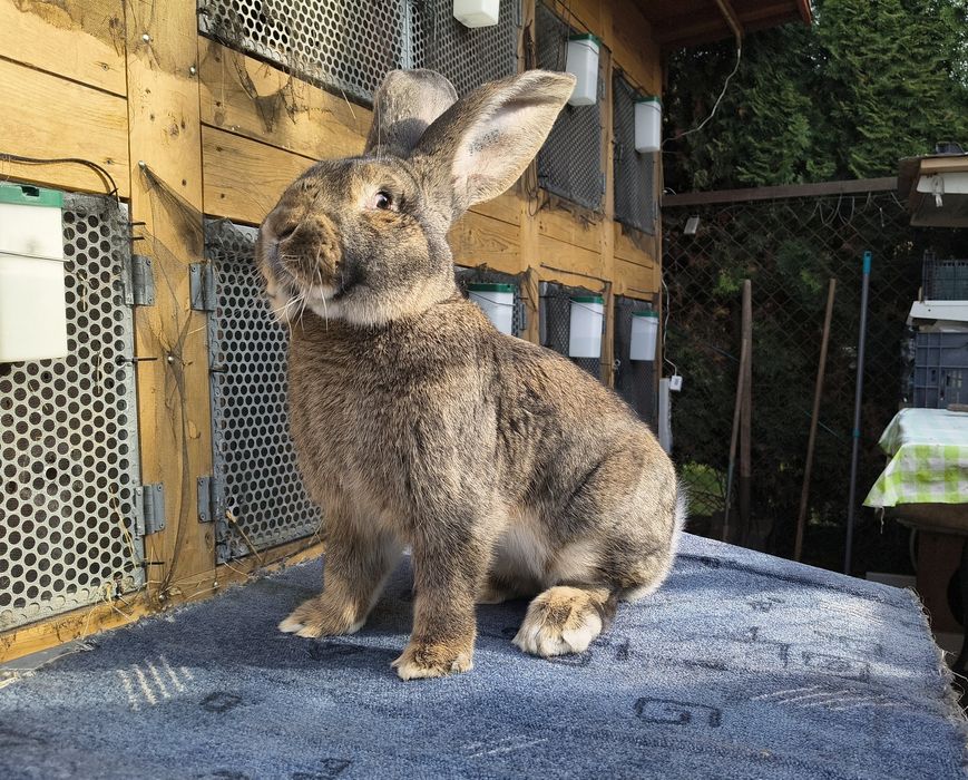 Belgijski Olbrzym Szary Samiec