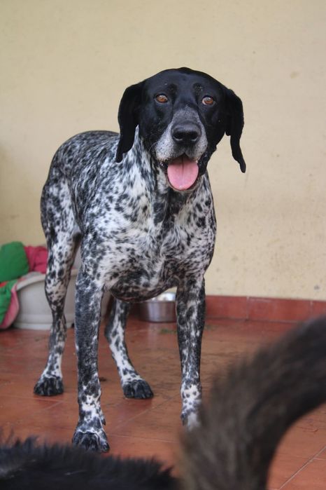 Fêmea Braco Alemão para adopção