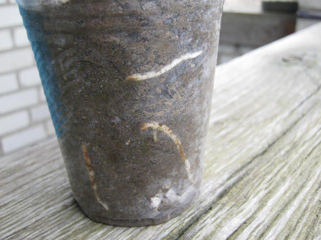 Инжир Комнатный "Подарок октября"