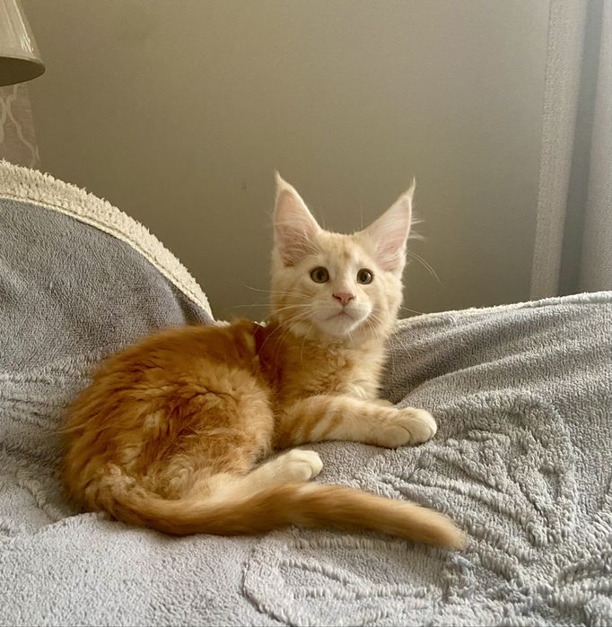 Rudy srebrzysty kocurek maine coon HULTAJ Enklawa*PL