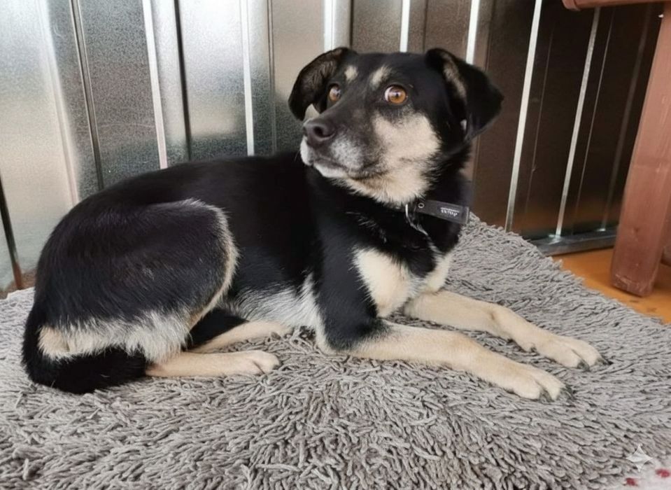Luka 7 letnia wylękniona sunia do adopcji
