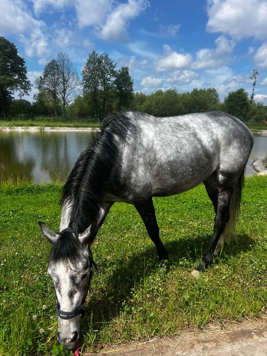 Koń na sprzedaż