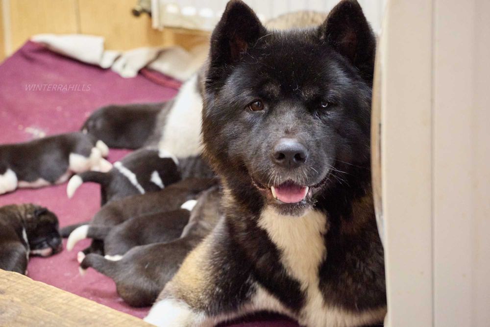 Американська Акіта ~ Американская Акита