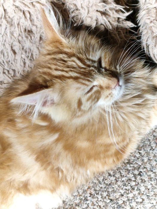 Dziewczynka Maine Coon