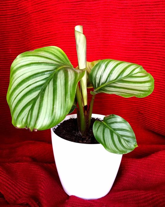 Plantas de exterior e interior