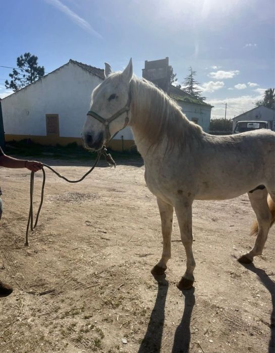 Cobriçoes Lusitano Pontuado
