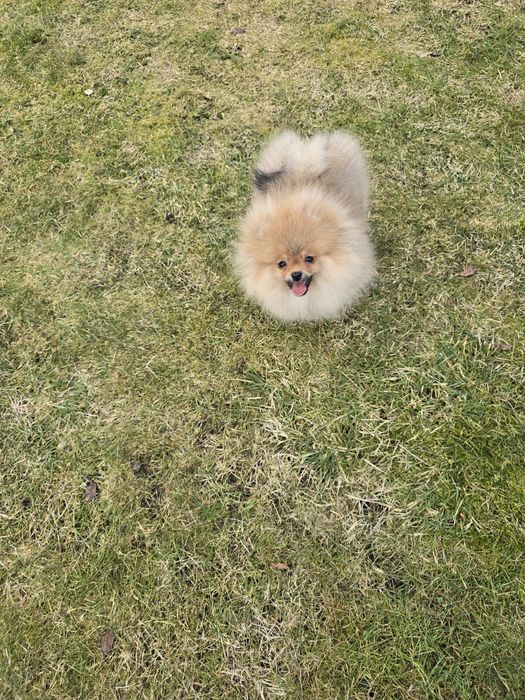 Piekna suczka pomeranian FCI
