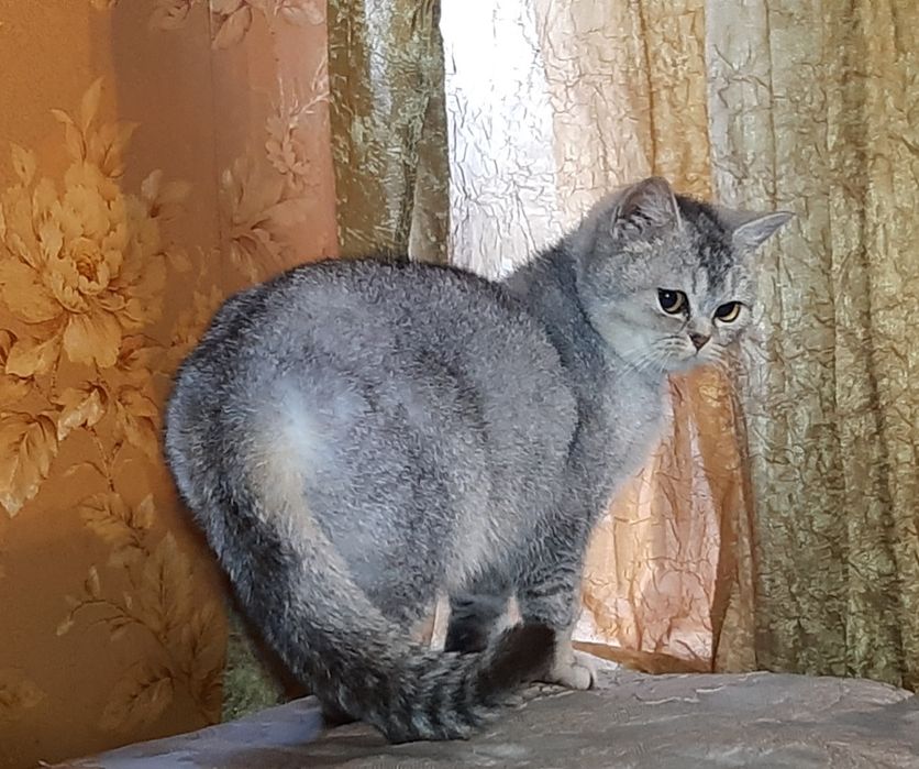 Голубая шиншилла. Британка.