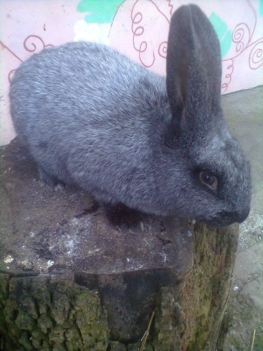 Полтавське срібло