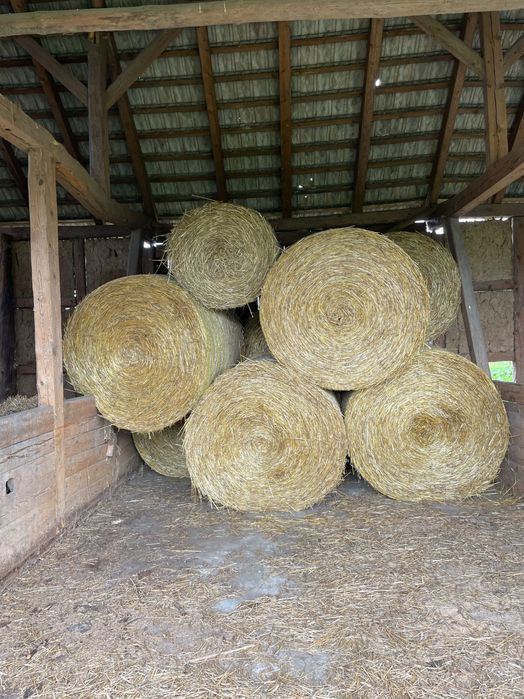 Słoma Owsiana 2025 sucha