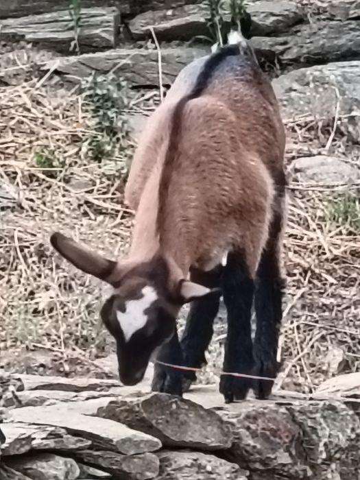 Cabrito Murciano