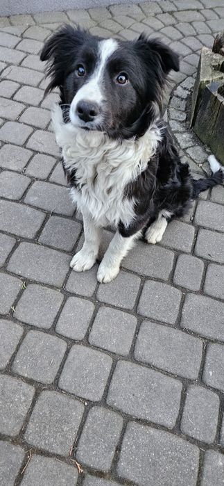 Oddam szczeniaki w dobre w ręce