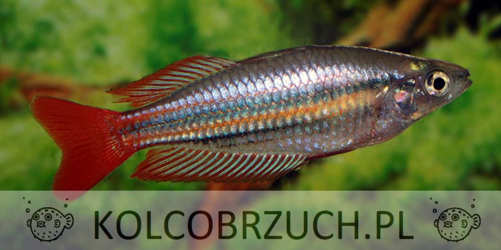 Tęczanka australijska - Melanotaenia australis - dowóz, wysyłka