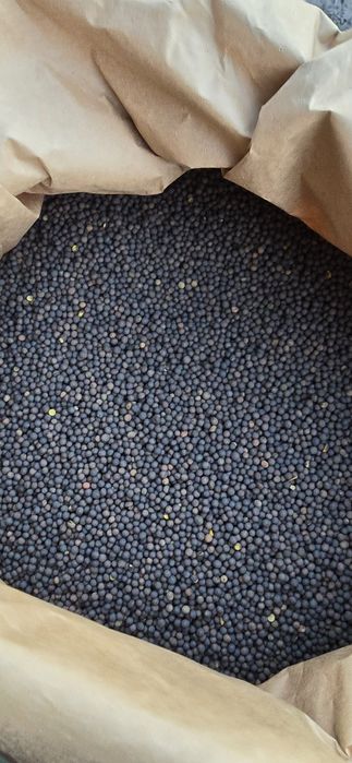 Wyka Ozima (Zimowa) czystość 99% Pewna i Sprawdzona WYSYŁKA