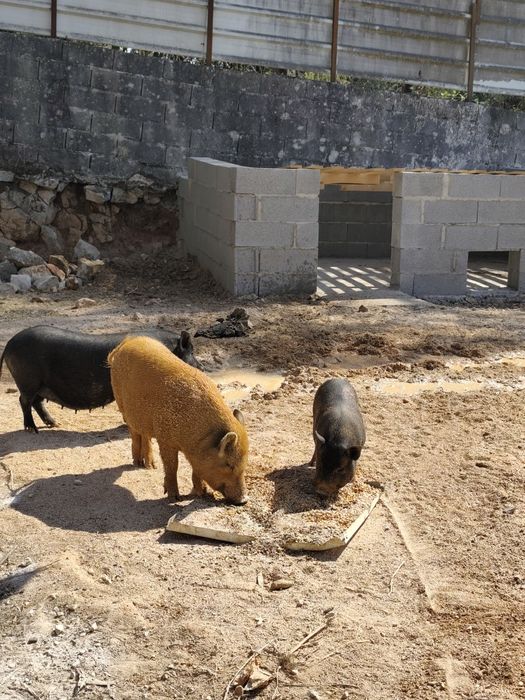 Mini pigs filhos de mãe preta e pai castanho