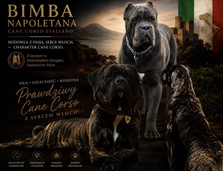 Cane Corso Italiano