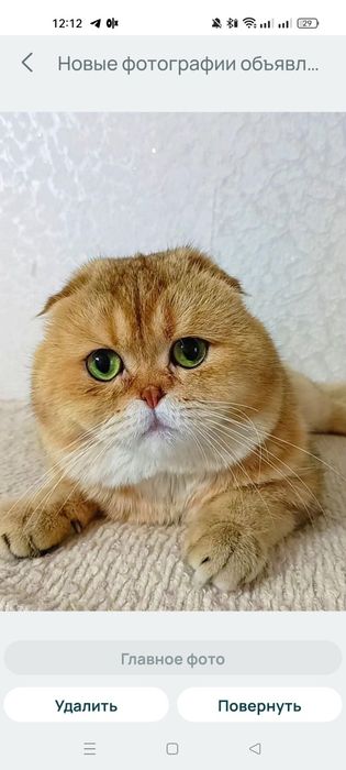 Шикарный вислоухий котик золотая шиншилла