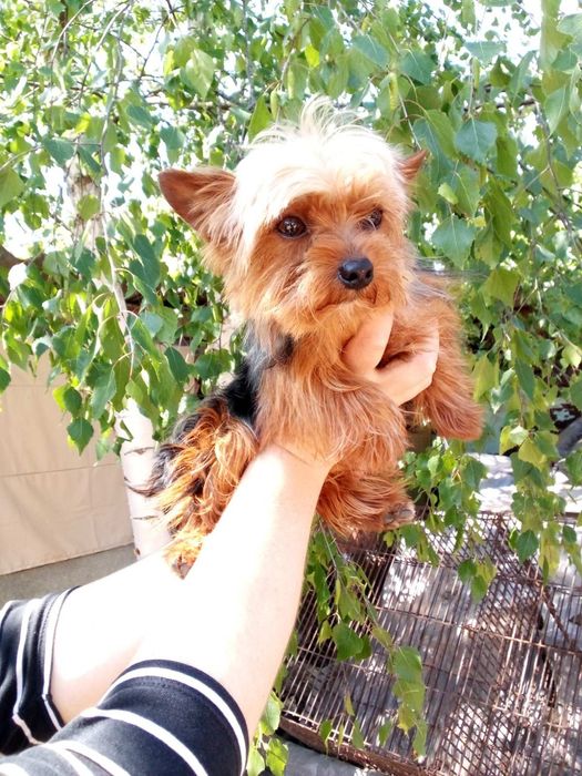 Вязка мини йорчик.