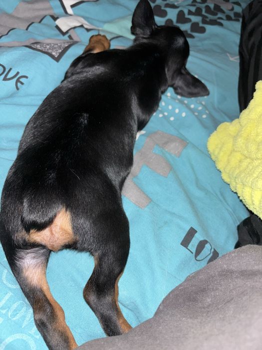 Собаченята Цвергпінчери