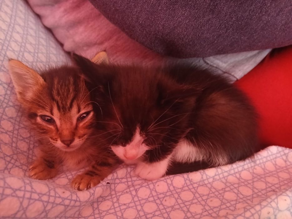 Dois gatinhos para adoção