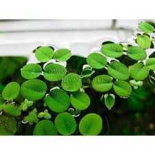 Salvinia Auriculata – Planta aquática