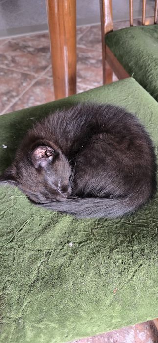 Dou para adocao responsável gato e gatinha