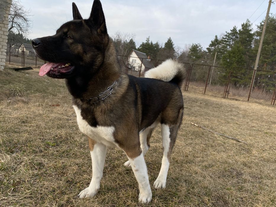 Вʼязка  американська акіта
