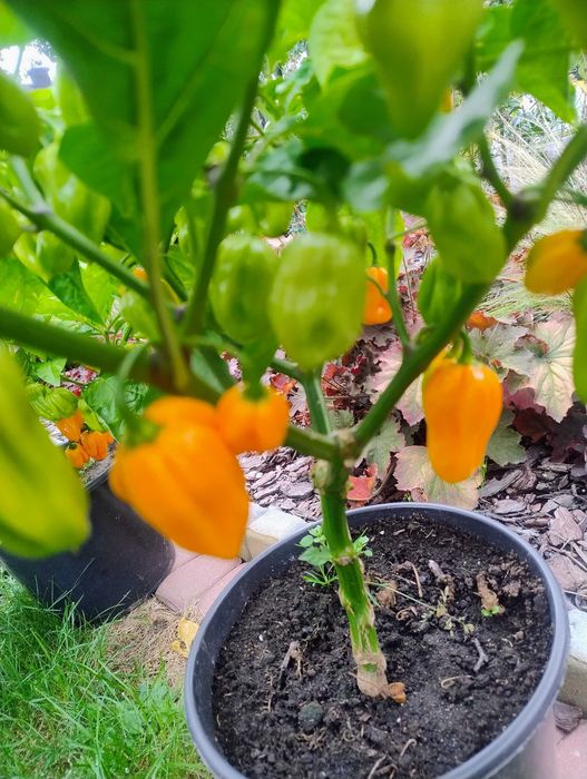 Papryczki habanero Orange