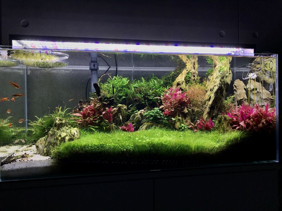 Zakładanie profesjonalnych akwariów - aquascaping