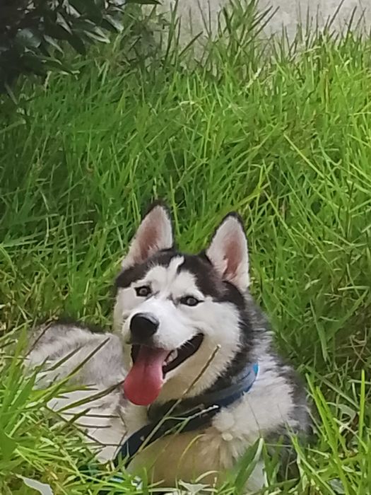 Husky lindo para montas