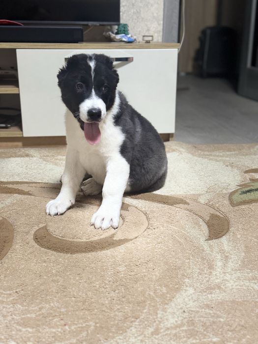 Цуценя алабай хлопчик