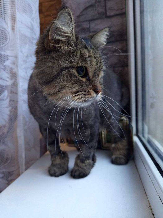 Перетримка котів